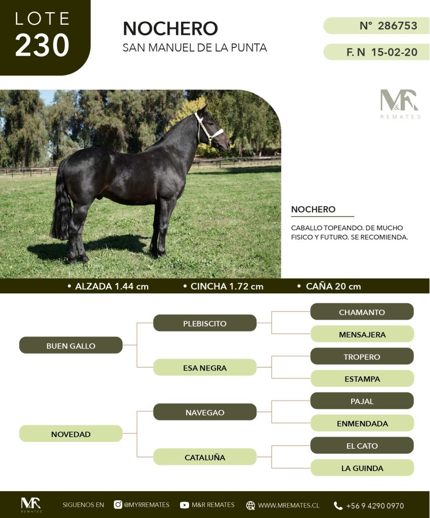 cat-080525-013