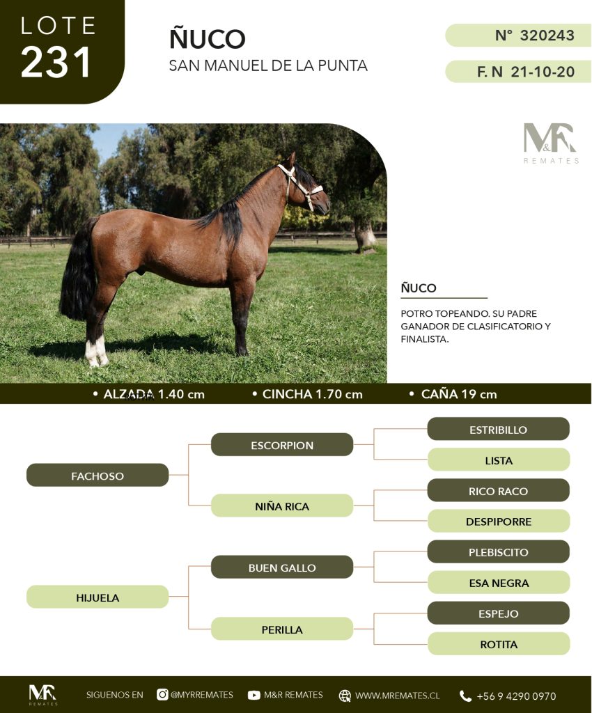 cat-080525-015