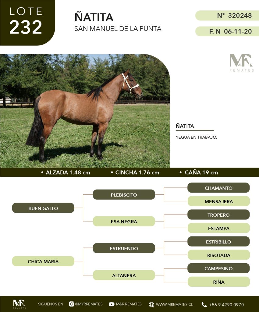 cat-080525-017