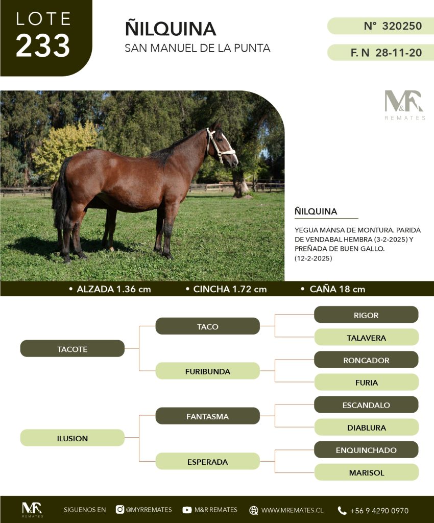 cat-080525-019