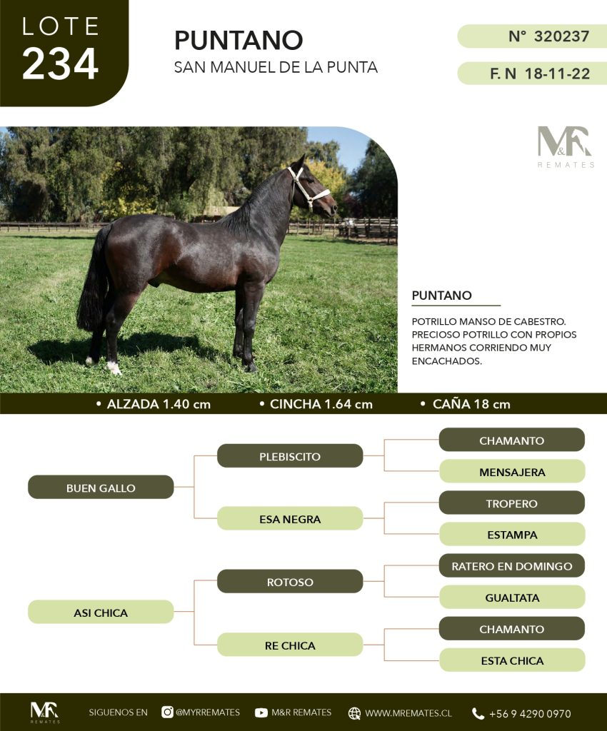 cat-080525-021