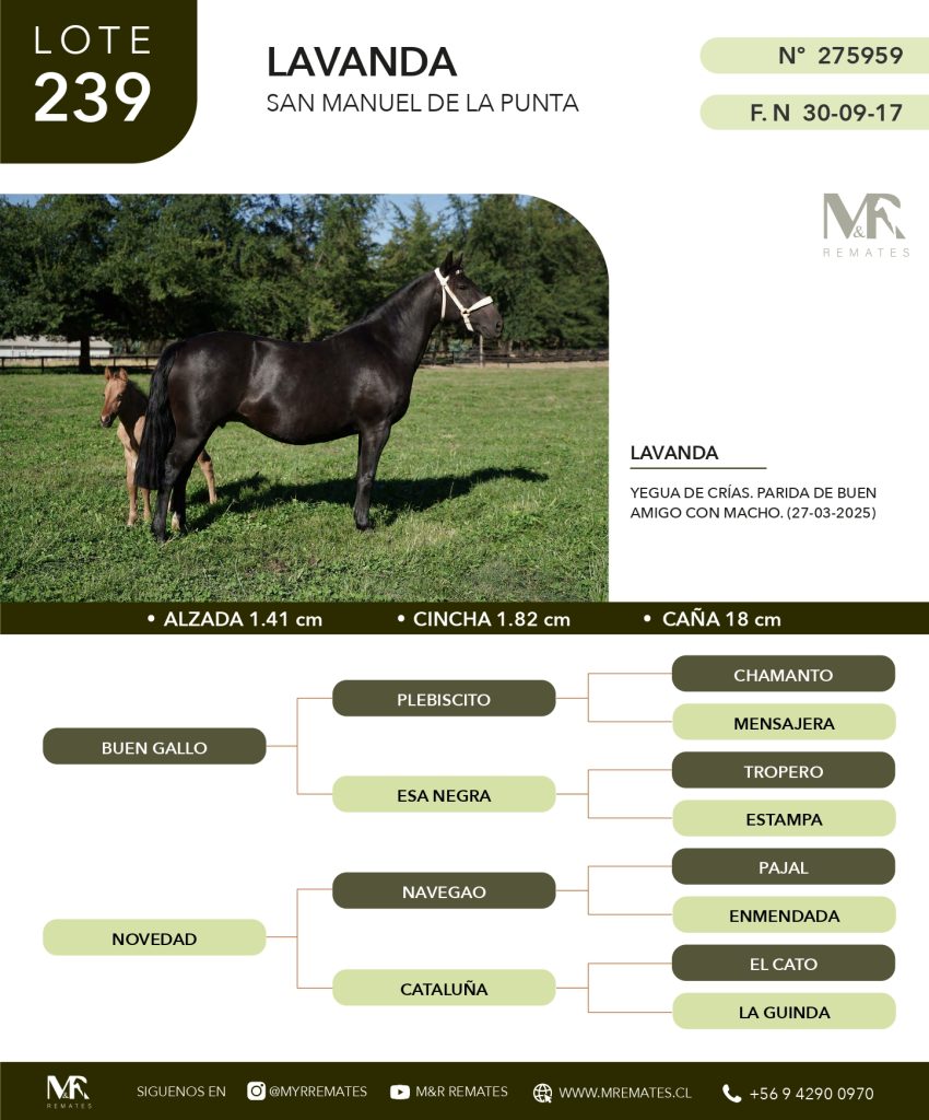 cat-080525-031