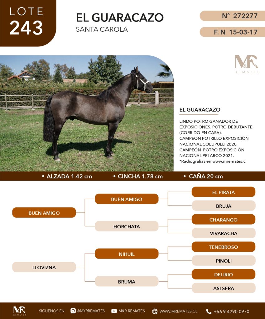 cat-080525-041