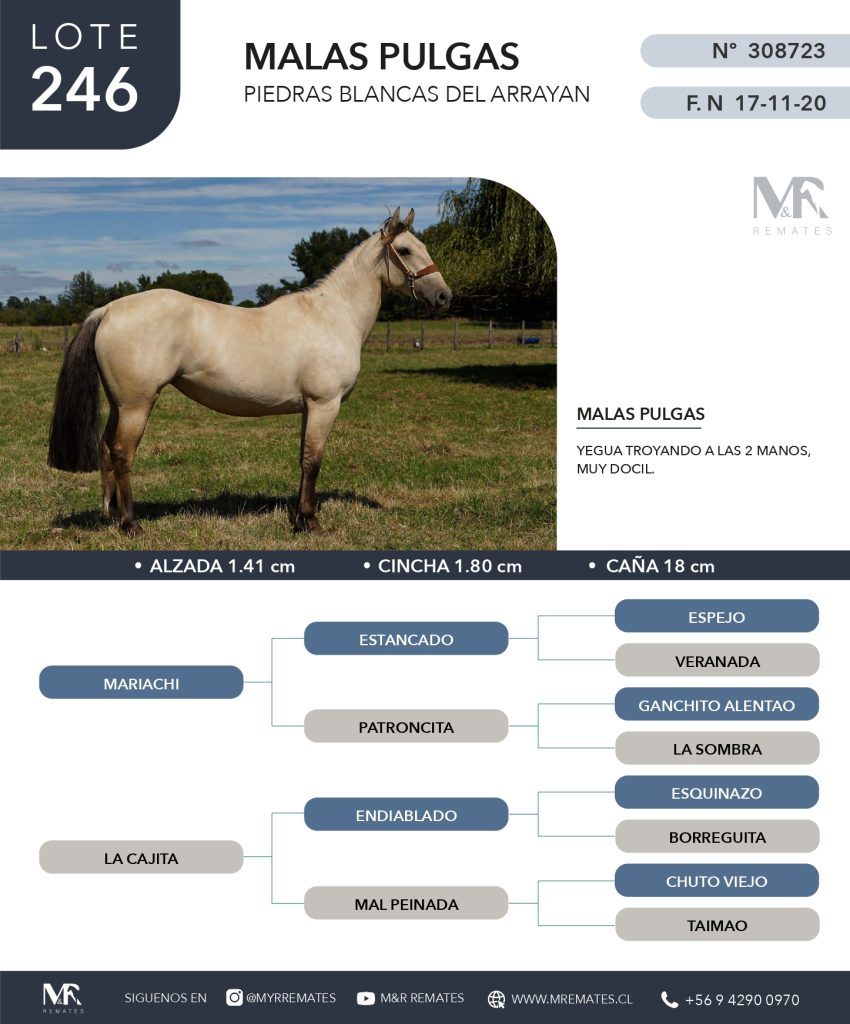 cat-080525-049