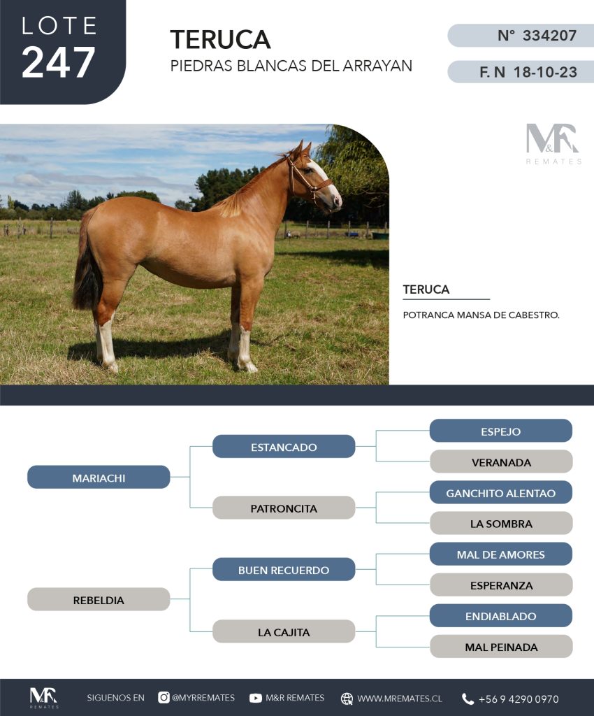 cat-080525-051