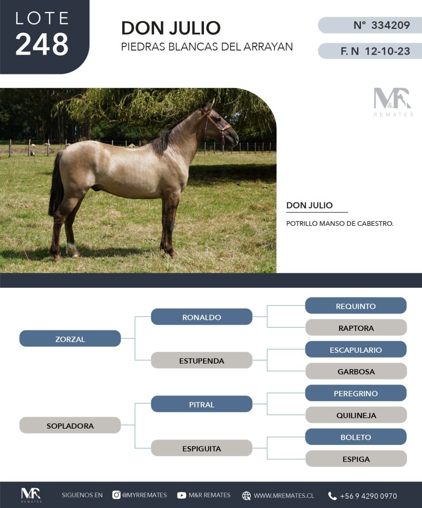 cat-080525-053