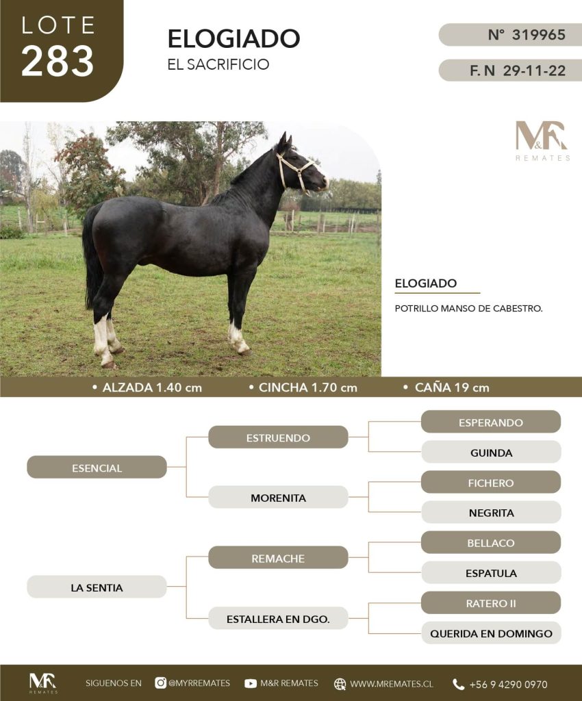 cat-050625-013