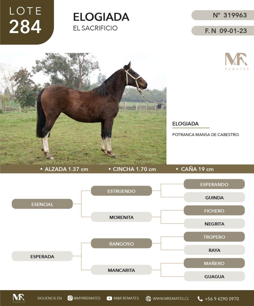 cat-050625-015