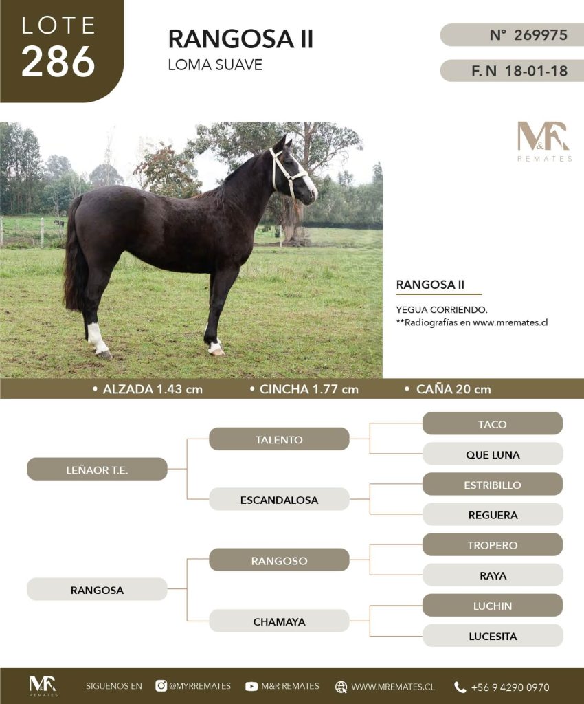 cat-050625-019