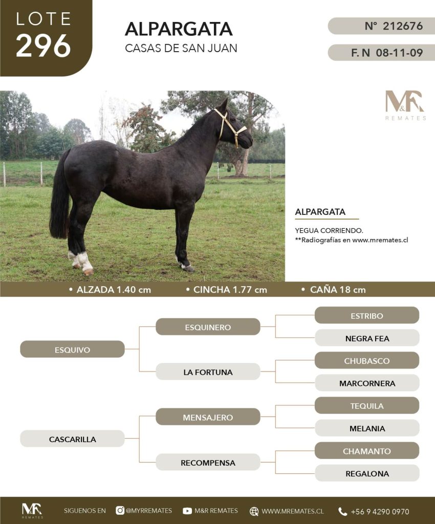 cat-050625-039