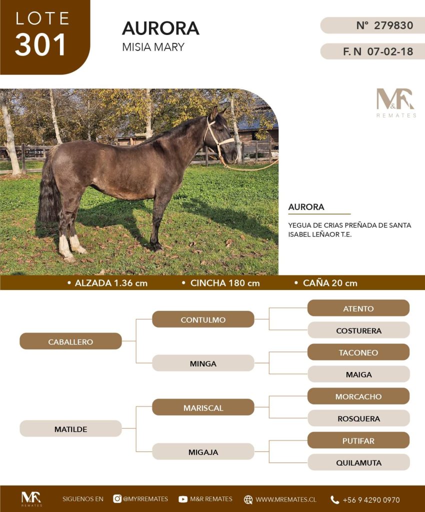 cat-050625-051