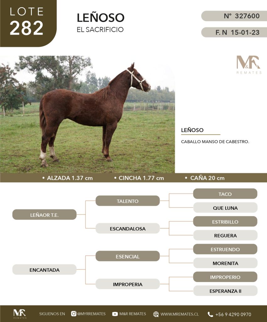 cat-050625-011