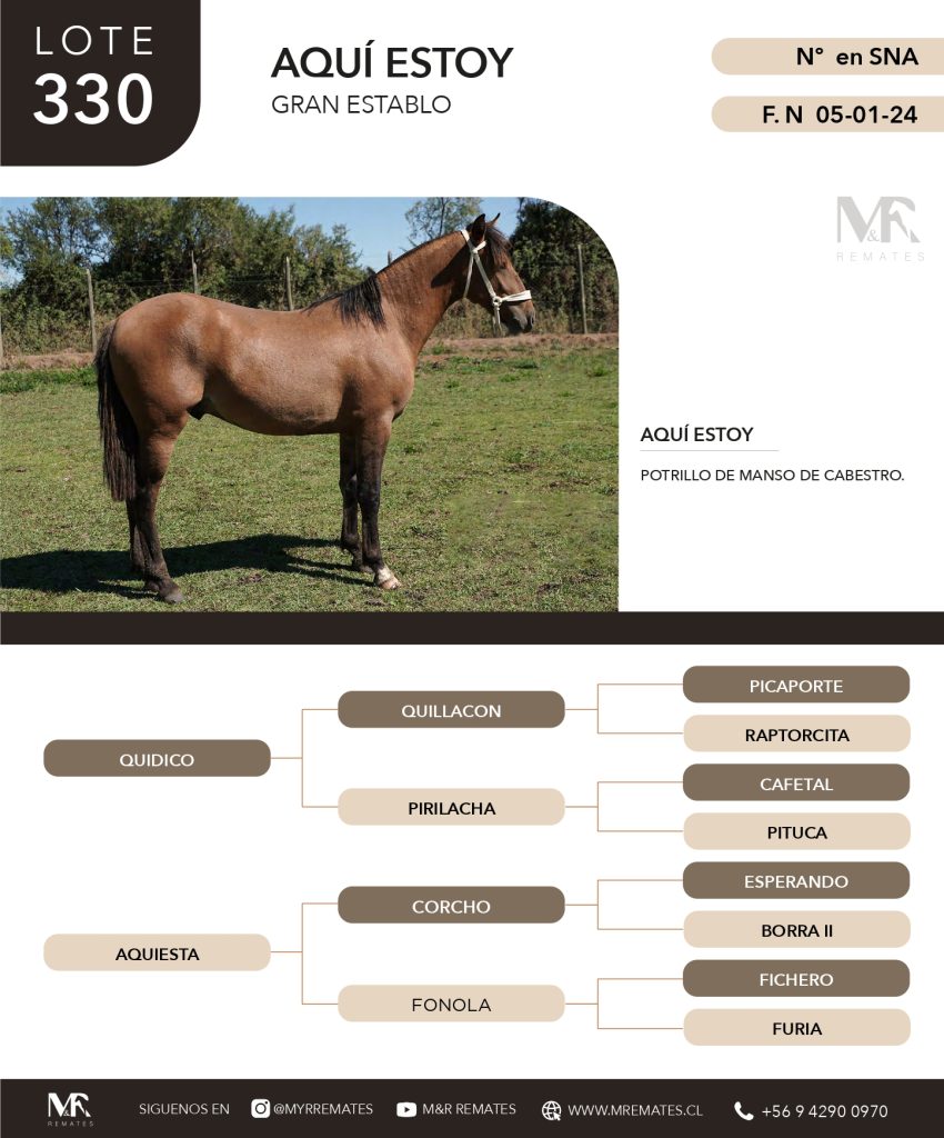 cat-307025-14