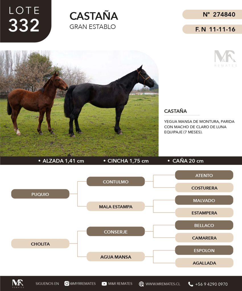 cat-307025-18