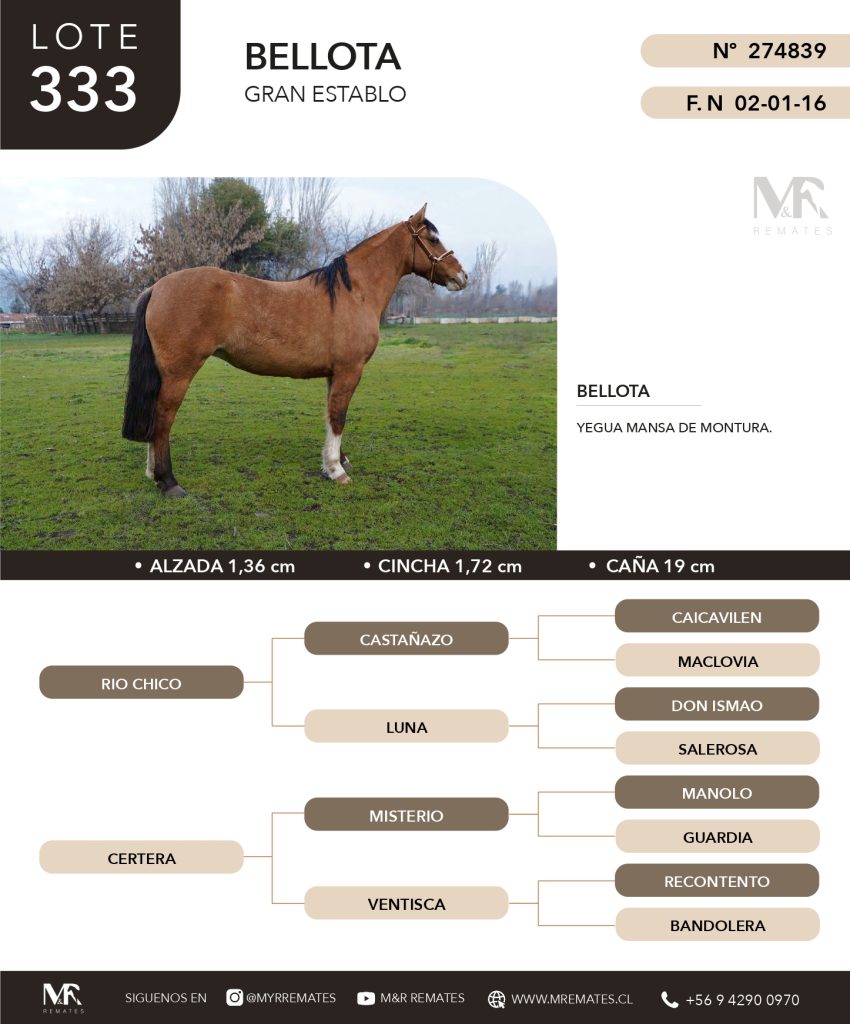 cat-307025-20
