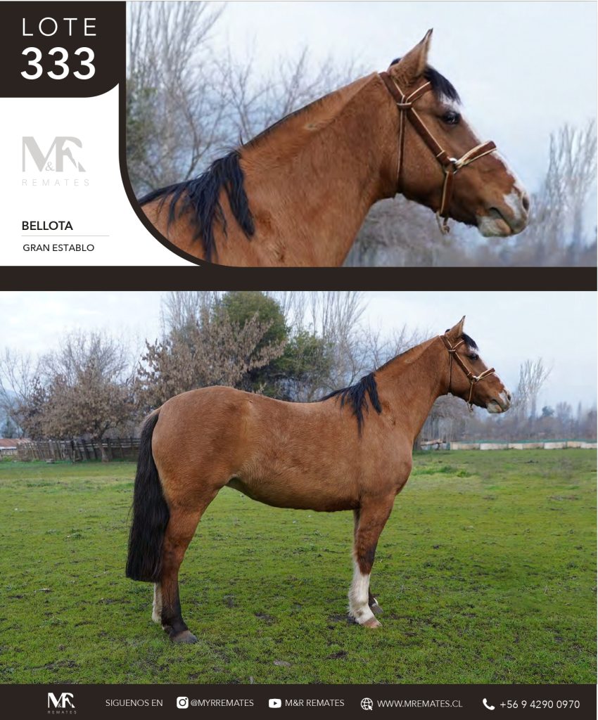 cat-307025-21
