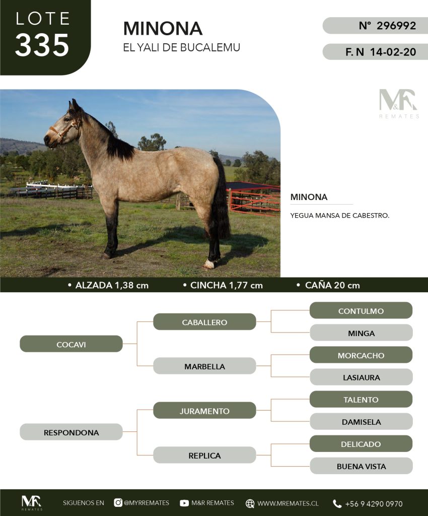 cat-307025-26