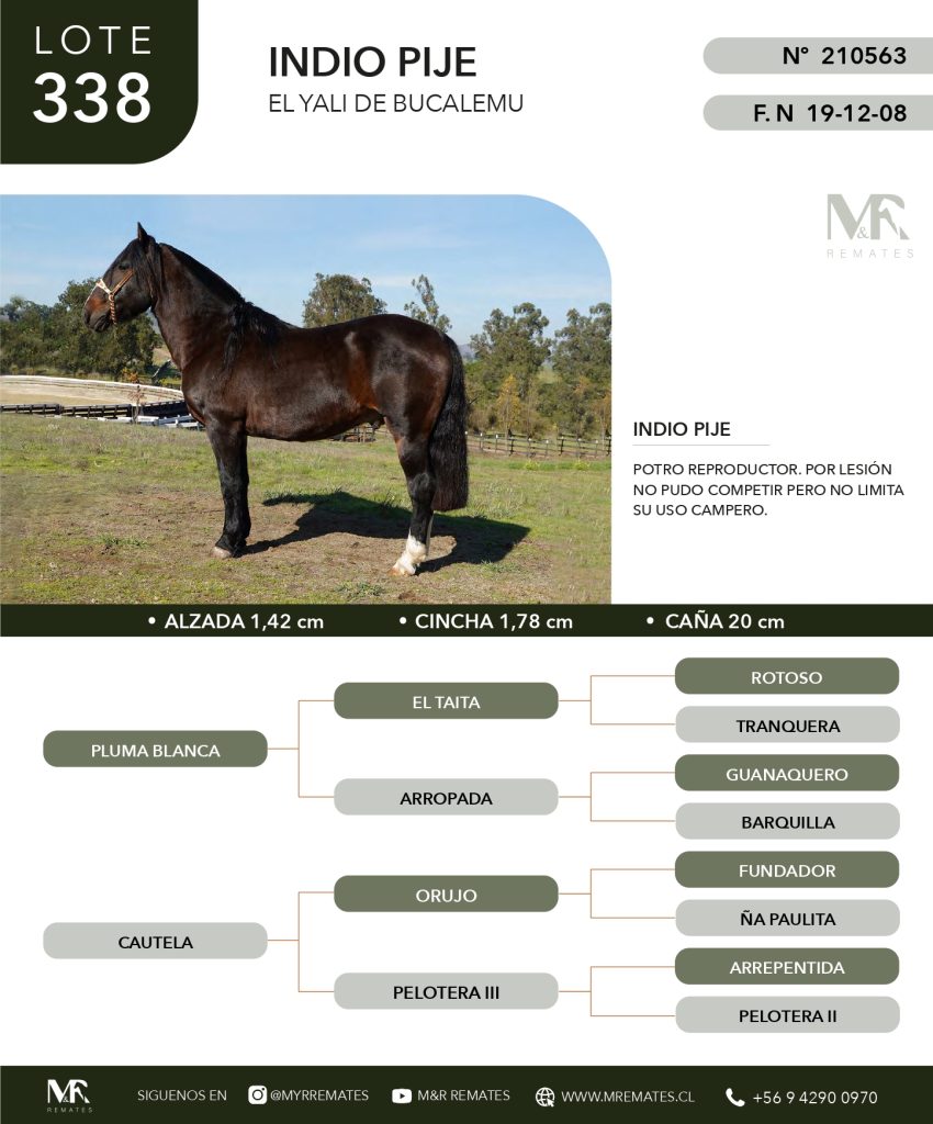 cat-307025-32