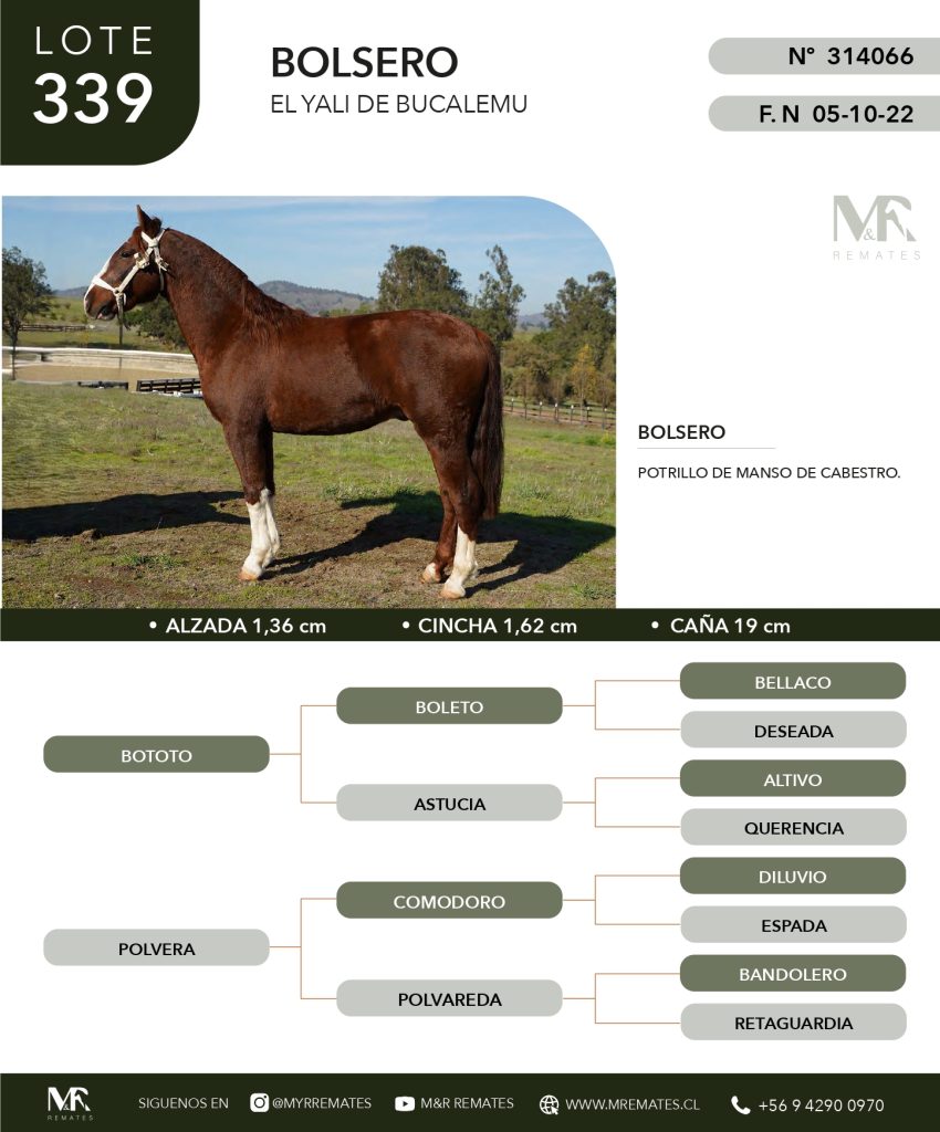cat-307025-34