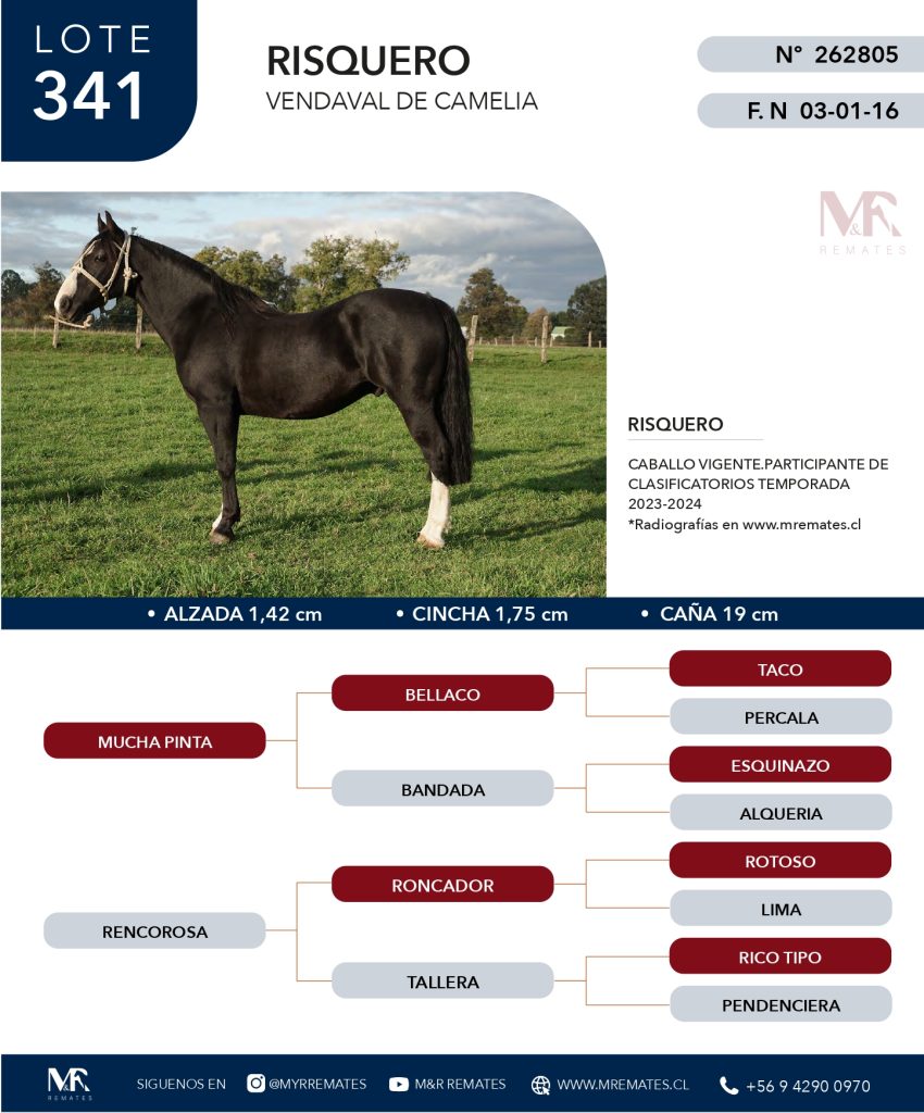 cat-307025-40