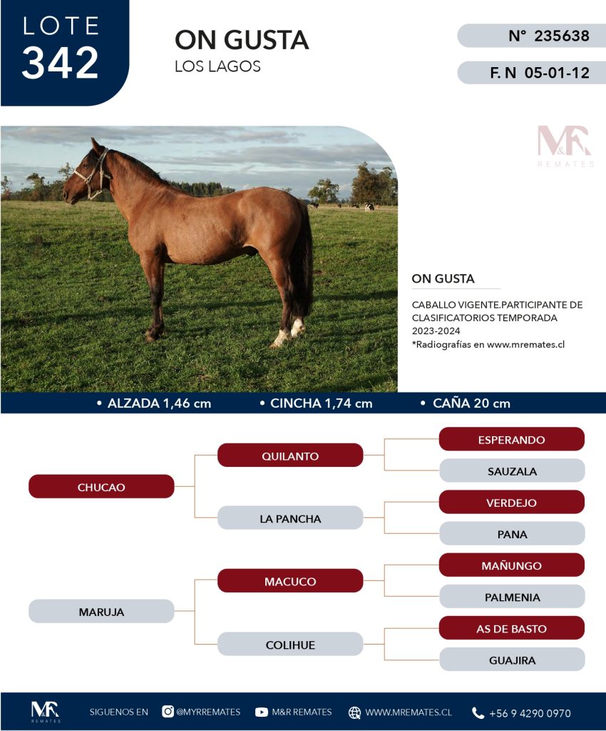 cat-307025-42