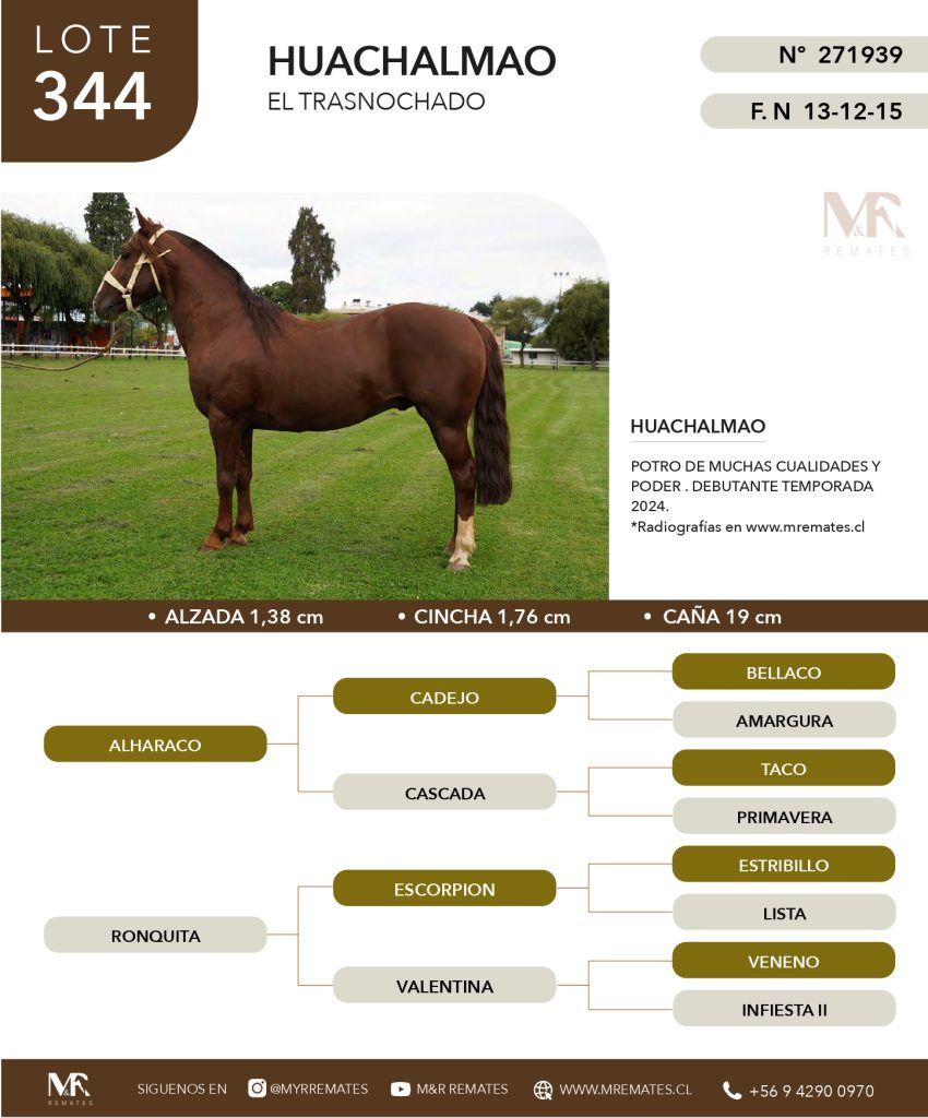 cat-307025-47