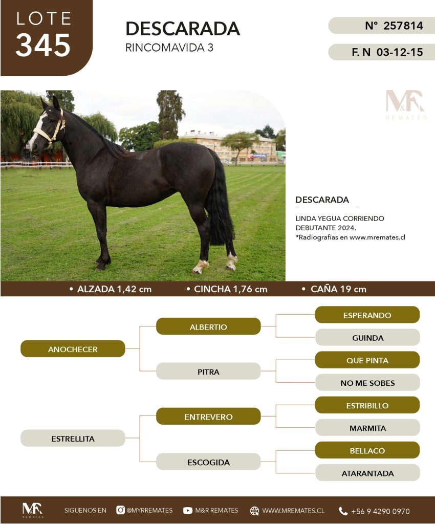 cat-307025-49