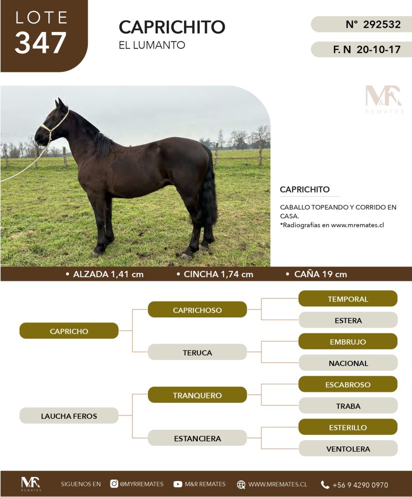 cat-307025-53