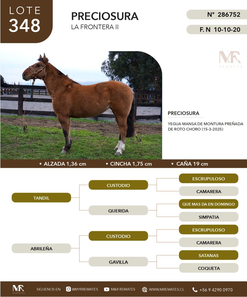 cat-307025-55
