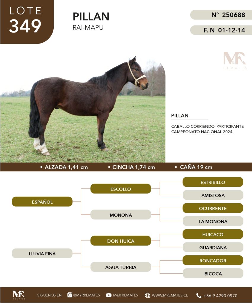 cat-307025-57