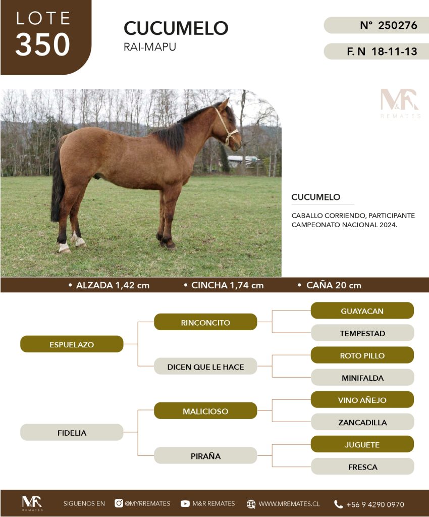cat-307025-59
