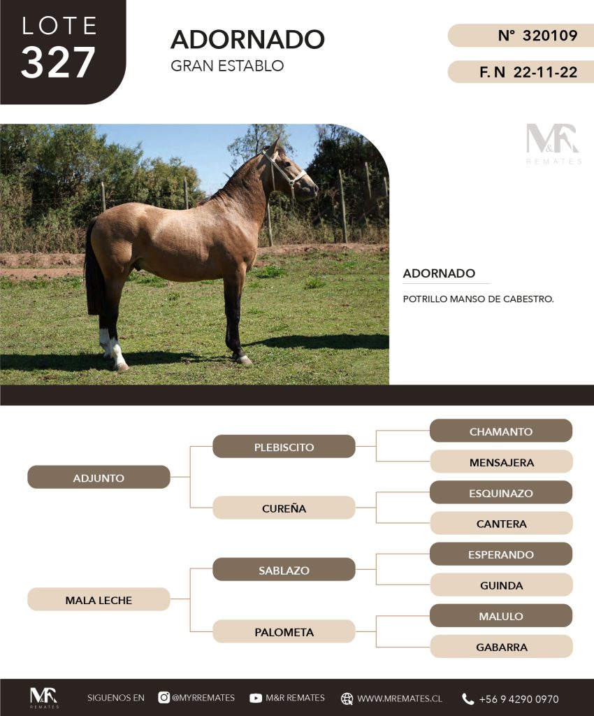 cat-307025-8