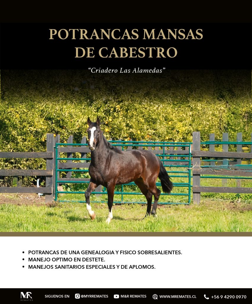 Catalogo_Criadero_Las_Alamedas-3_page-0021