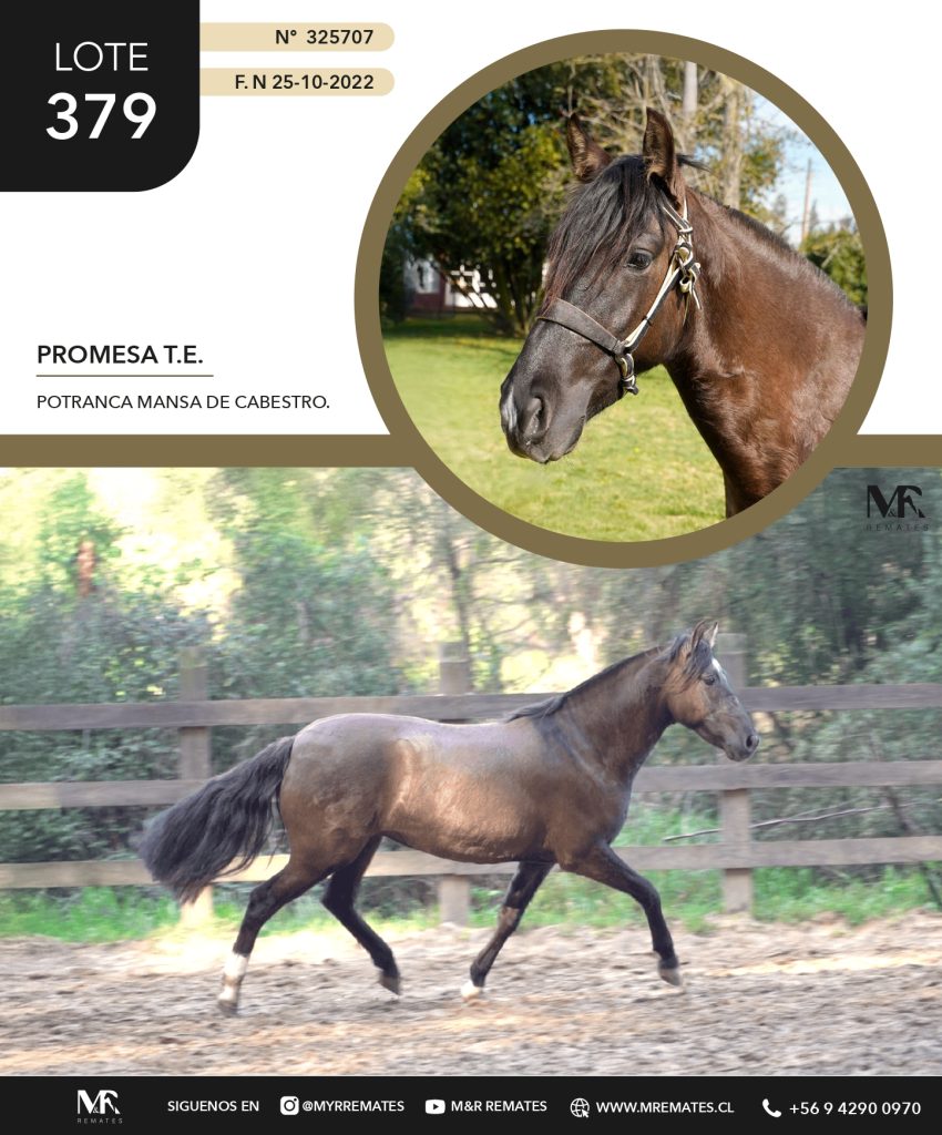 Catalogo_Criadero_Las_Alamedas-3_page-0023
