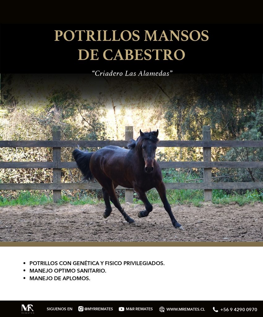 Catalogo_Criadero_Las_Alamedas-3_page-0038