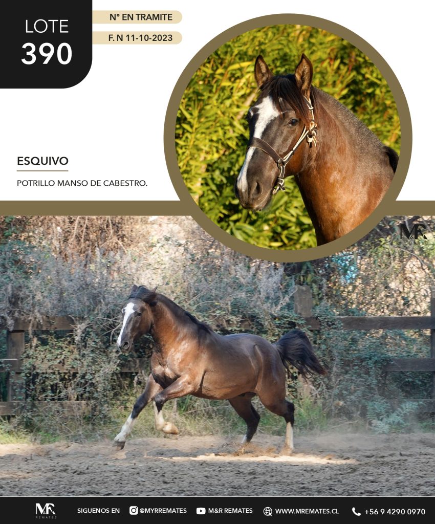 Catalogo_Criadero_Las_Alamedas-3_page-0046
